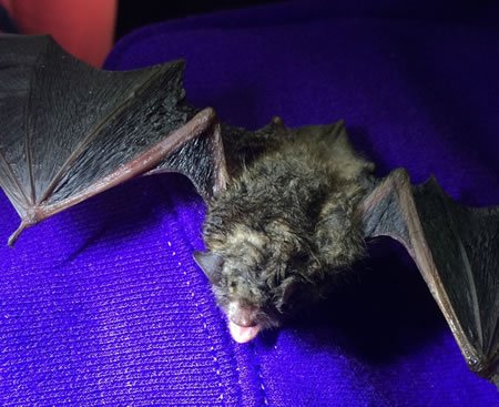 White Nose Syndrome in Bats-Possible Treatment