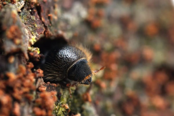 SMALL PESTS, BIG PROBLEMS: THE GLOBAL SPREAD OF BARK BEETLES