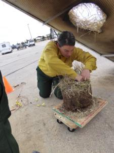 Regional Grasslands and Fires