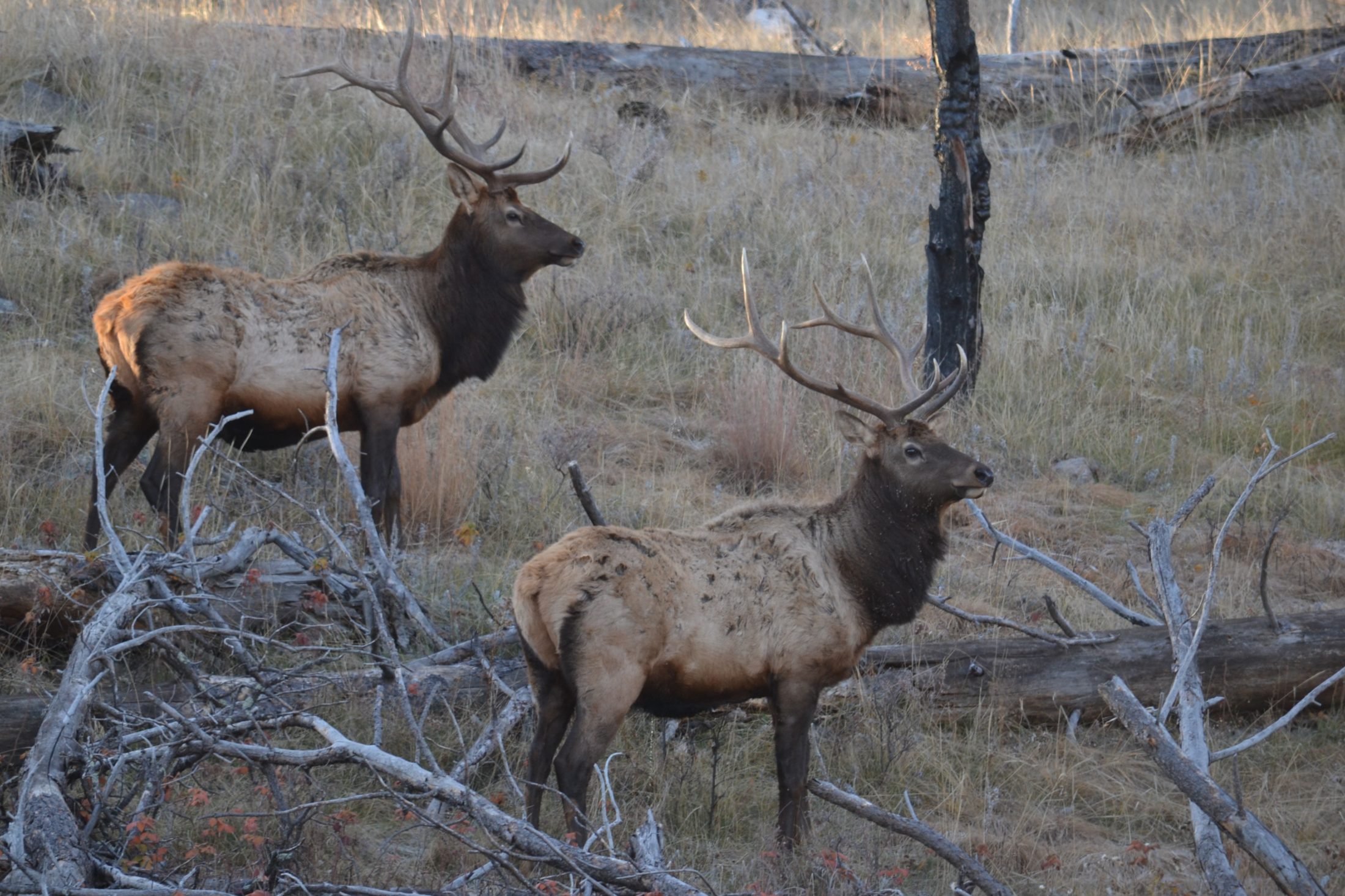 Escape To Elk Mountain: Your Wind Cave Adventure Awaits!