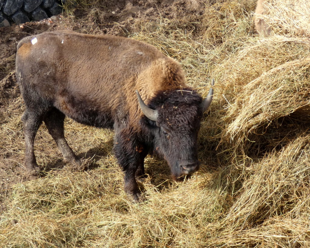 A small wild bison is in a corral surrounded by hay