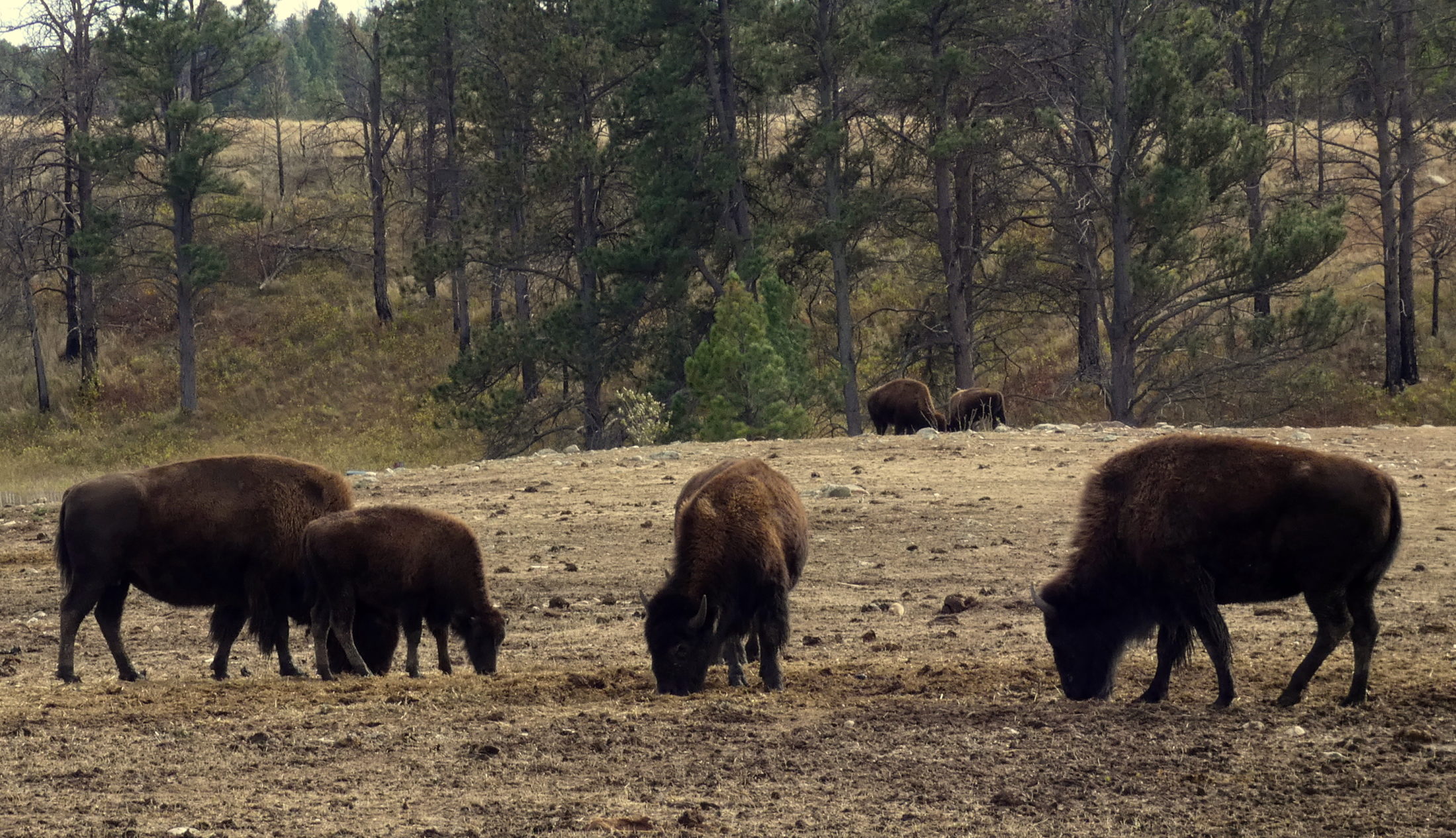 5 bison graze in a rocky field on the edge of a pine forest