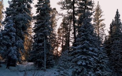 Black Hills National Forest Christmas Tree Permits Now Available