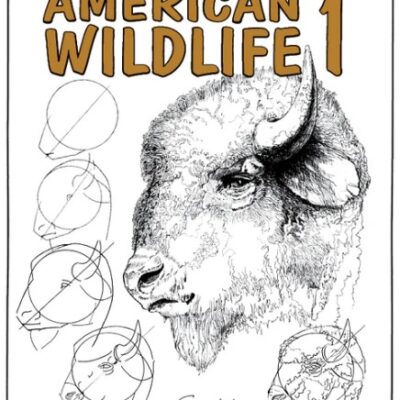 The cover of a "How to Draw American Wildlife 1" book features a detailed black and white drawing of a bison's head. To the left and bottom of the bison are step-by-step instructional sketches showing the progression of the drawing, from simple shapes to the finished artwork. The title is in bold, brown and black lettering, with "Drawing Lessons Plus Paper" highlighted in a gold banner at the bottom. An American flag icon with "Made in the USA" is also displayed.