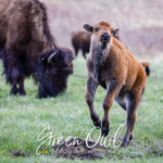 A bison calf frolicks on the prairie while the mother bison is in the background