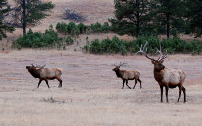 Elk bugling programs and cave tours offered this fall at Wind Cave National Park