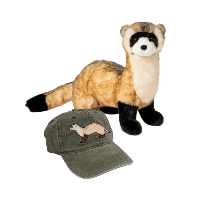 Black-Footed Ferret Protection Program