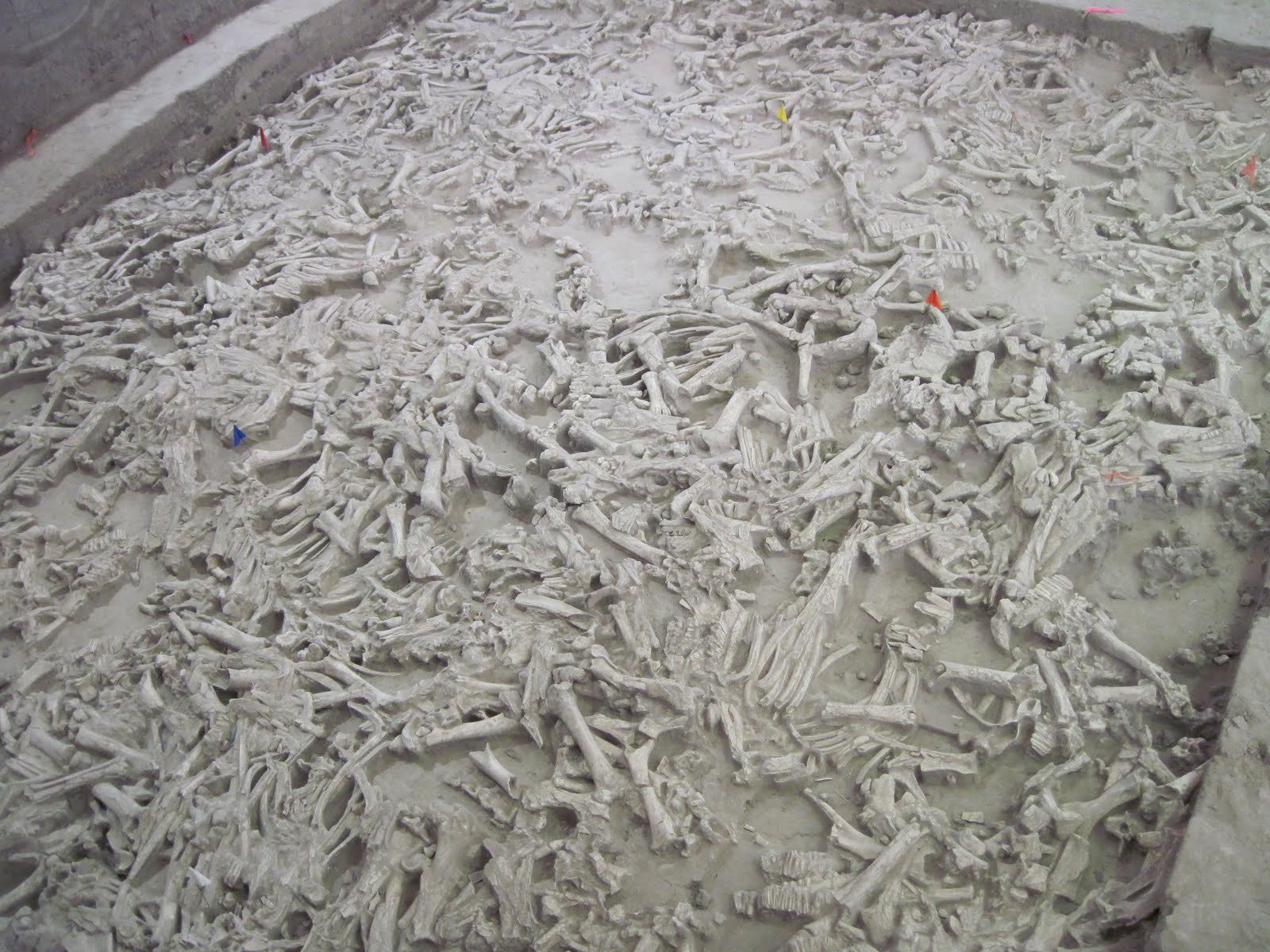 Excavated bison bones at Hudson-Meng