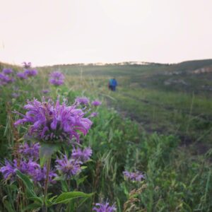 Purple flowers in a green field. Hiking trail extends from right to the center background. Colorful early evening sky beyond.