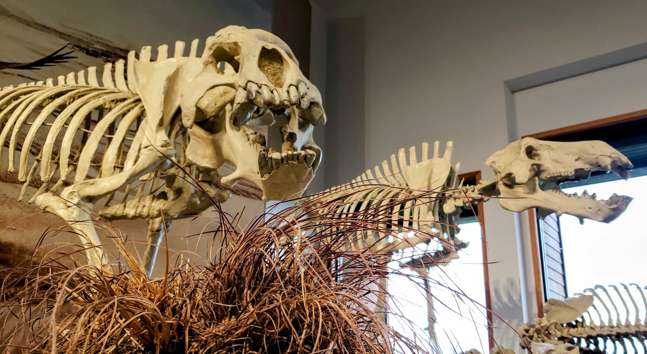 Two large fossil skeletons with outsized heads, camera at low angle with brown grasses in foreground