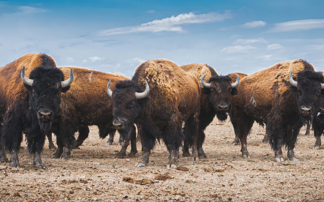 The 2024 Custer State Park Buffalo Roundup: An Unforgettable Journey into America’s Wild Heart