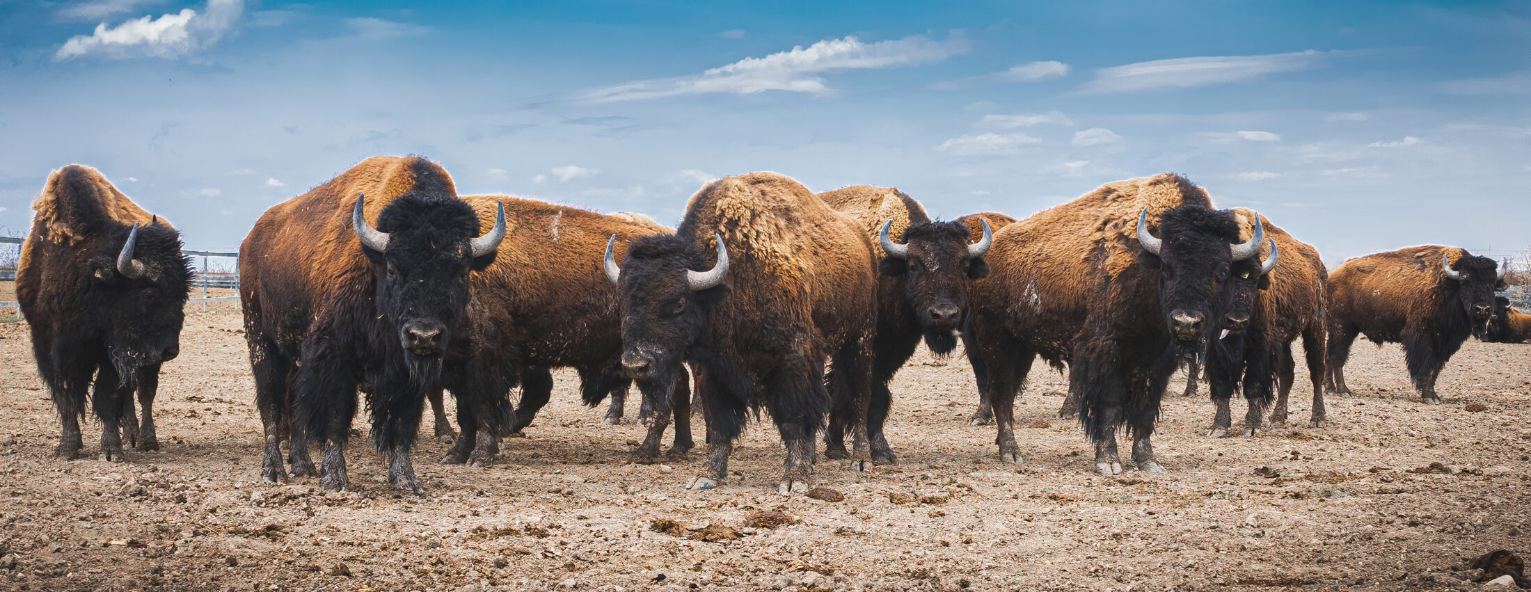 Eight bison in a dry paddock