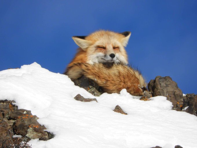 red fox resting in snow