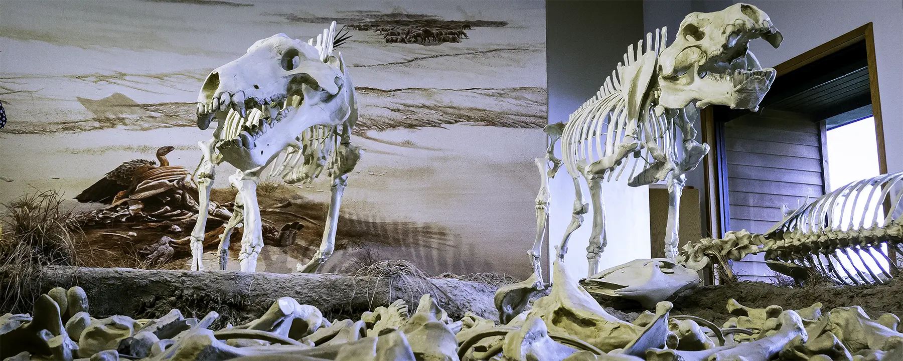 Fossil skeletons on display at Agate Fossil Beds