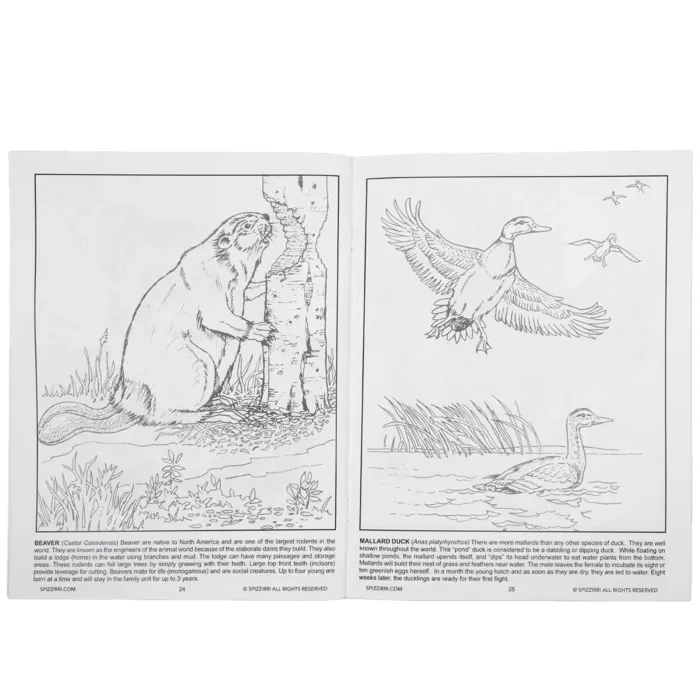 Coloring the Black Hills: An Educational Read & Color Book - Image 2