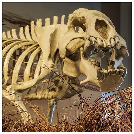 Fossil skeleton looking towards camera