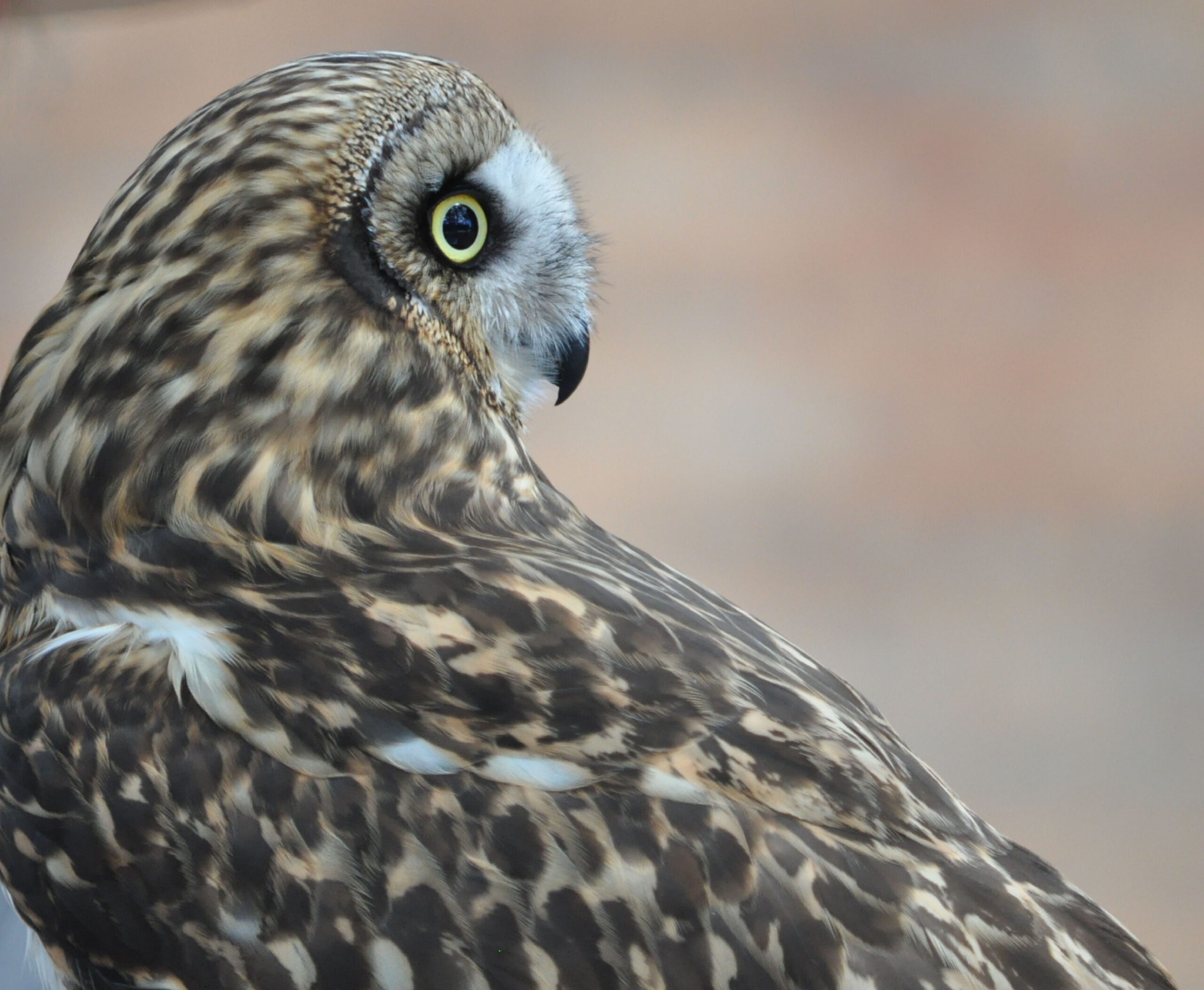 owl