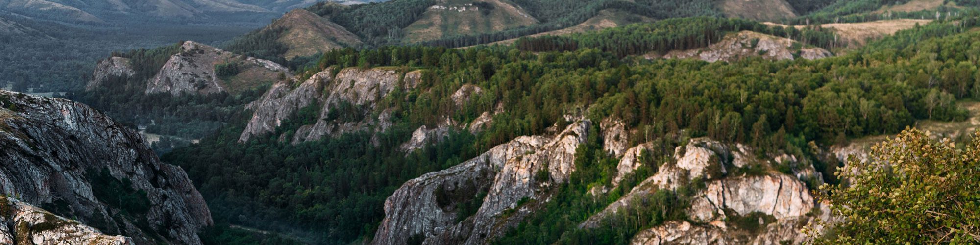 Panoramic view of rocky canyon with many green trees lining the top and sides of the canyon walls