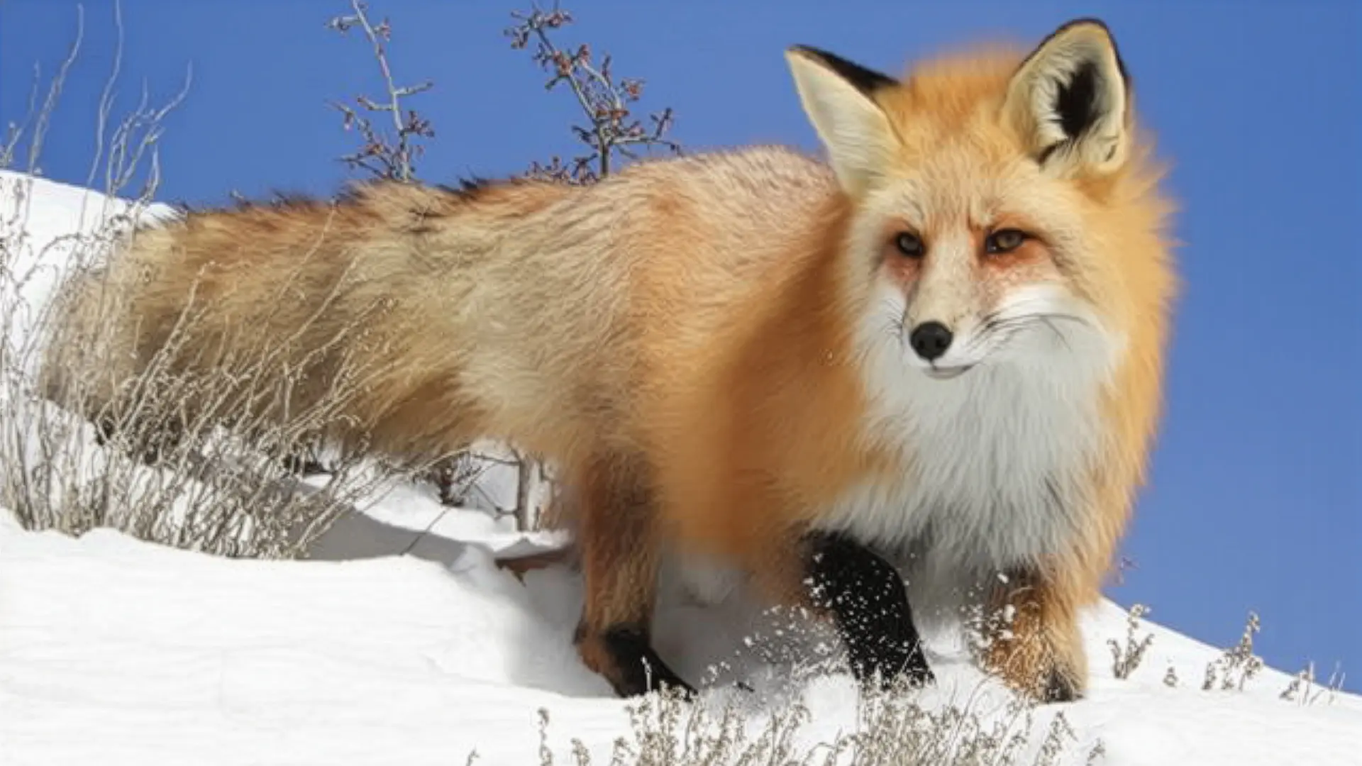 Red fox standing in snow on a sunny day, its thick winter coat bright orange against a clear blue sky.
