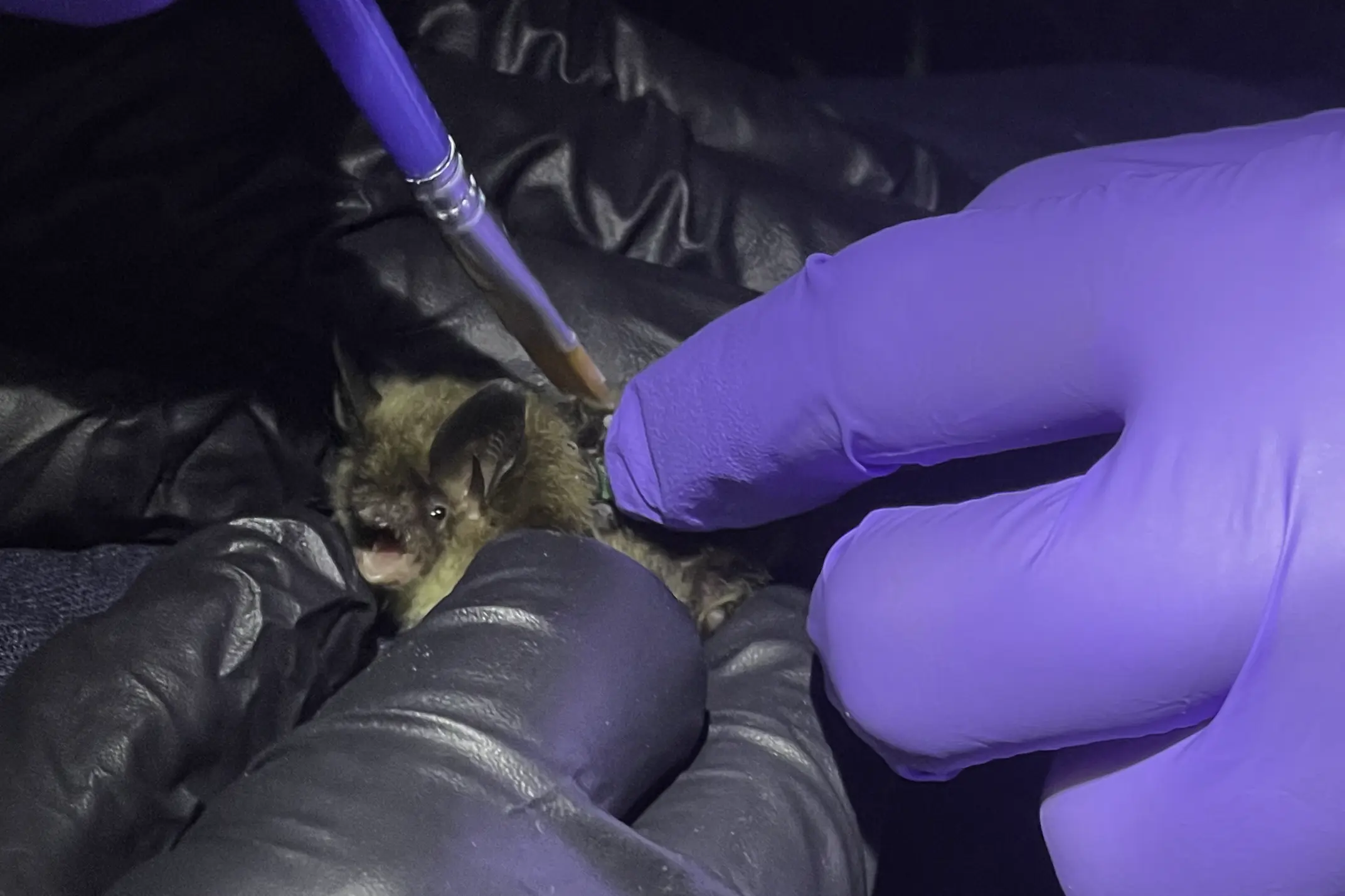 Adopt a bat A researcher wearing gloves holds a northern long-eared bat while applying treatment with a small brush during a conservation study.