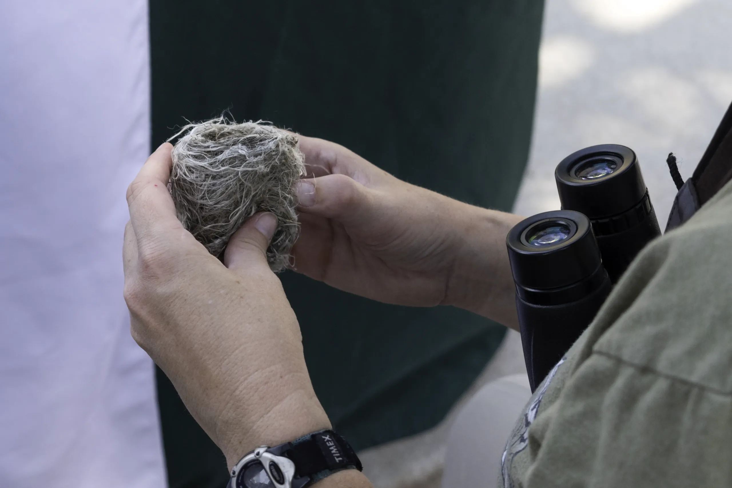 Close-up of hands holding a small bird nest during Junior Caver Day at Jewel Cave.