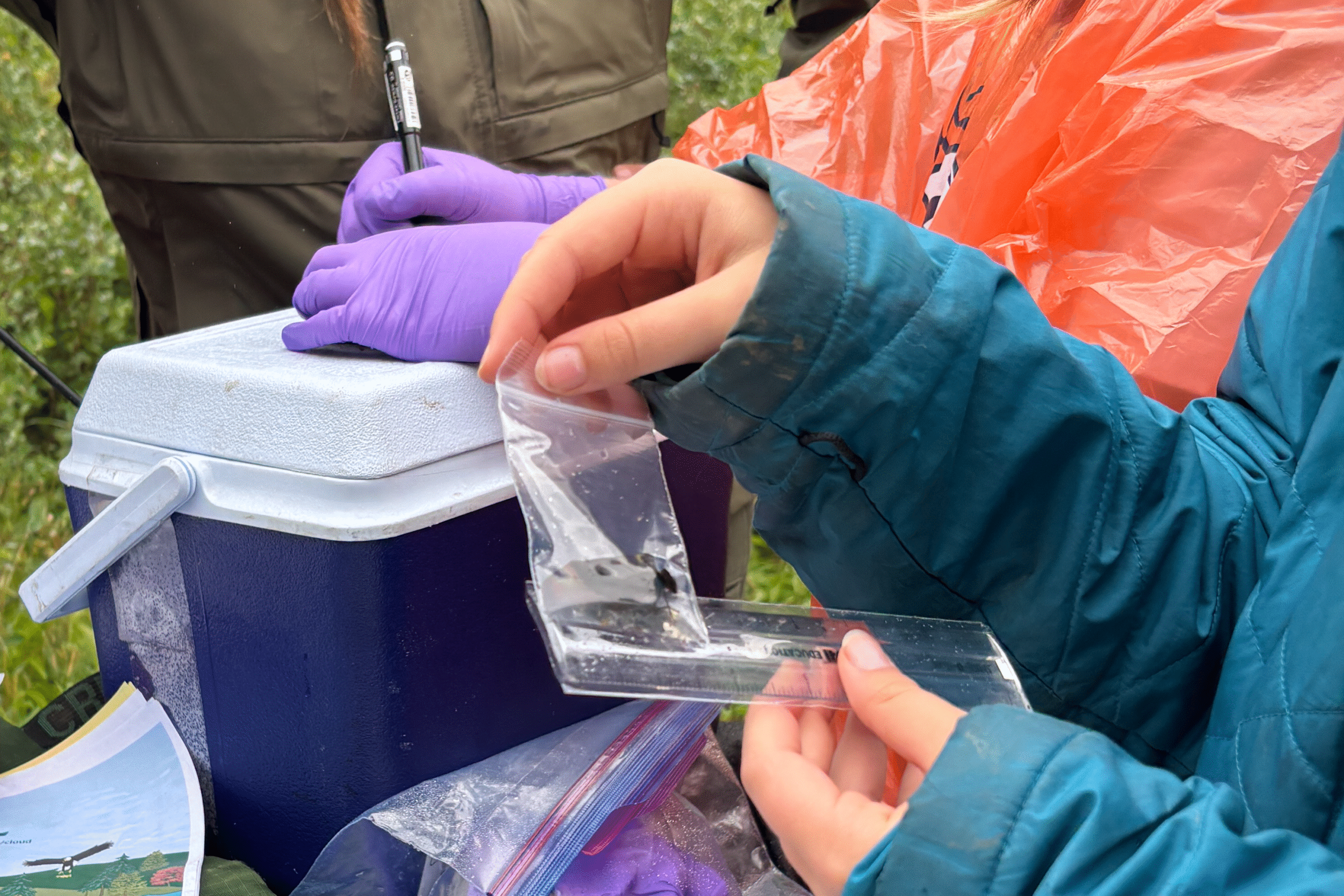 mailchimp dragonfly 3 Hands hold a plastic bag containing a dragonfly nymph sample, with a ruler for measurement during citizen science fieldwork.