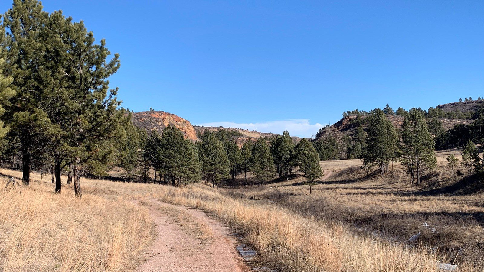Dirt trail winding through a grassy canyon at Wind Cave National Park, bordered by pine trees and red cliffs under a clear blue sky.