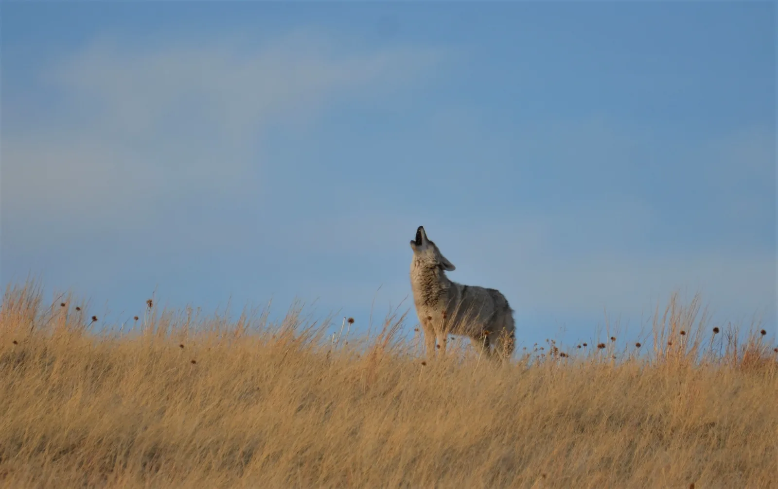 Coyote howling on a golden grass ridge at Wind Cave National Park