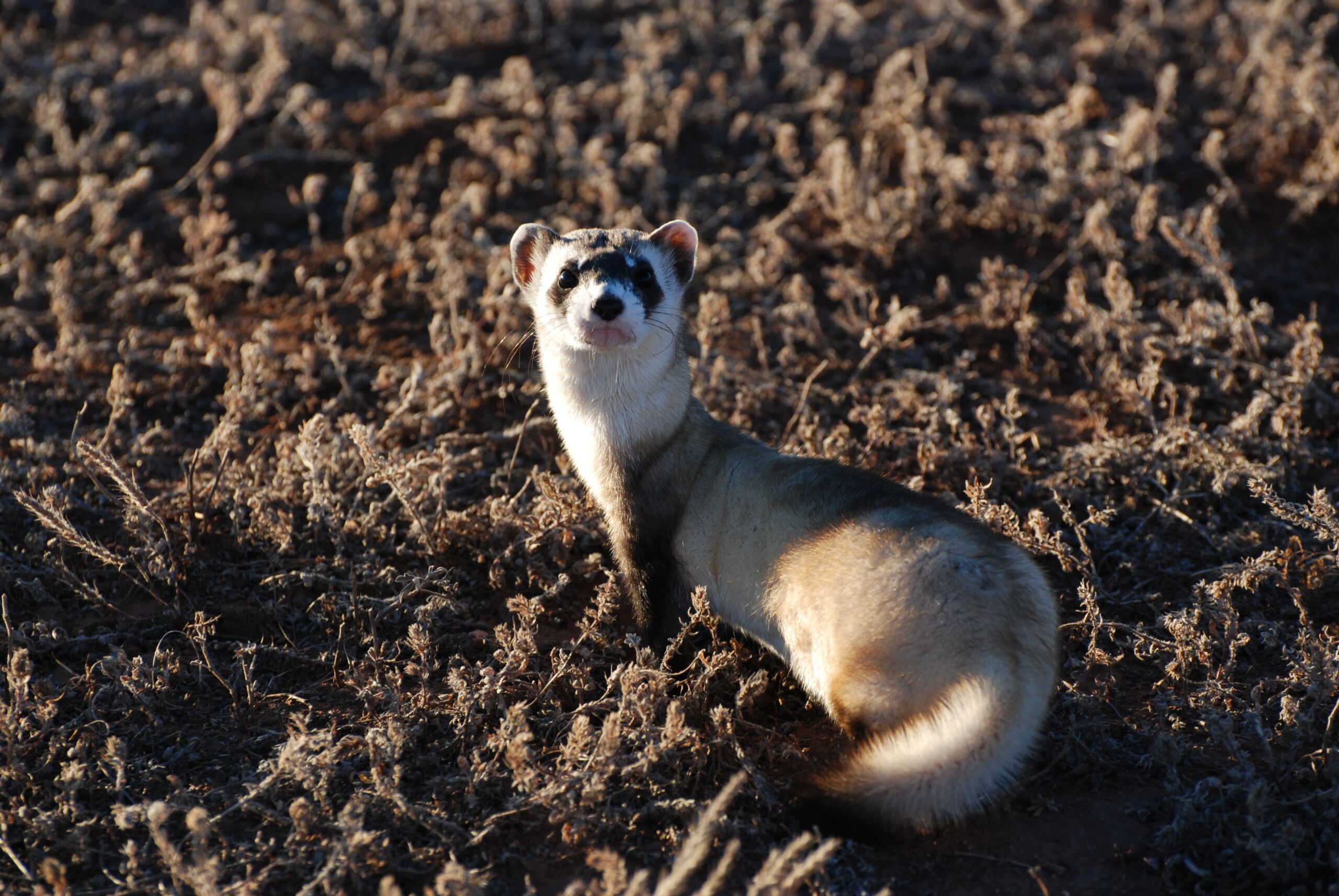 Ferret 11