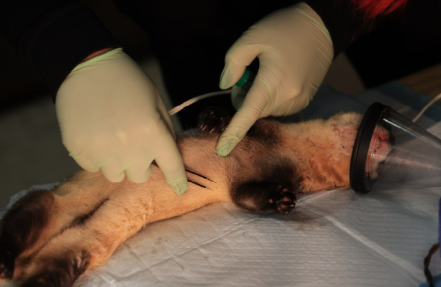 Gloved hands collect a flea from a sedated black-footed ferret for plague and disease testing during a recovery survey at the Wall Ranger District.