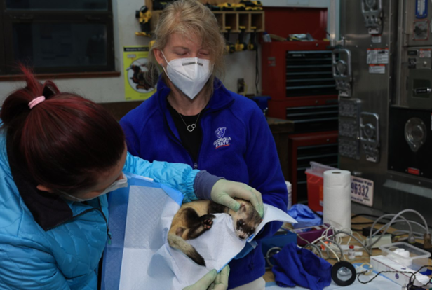 Adele Pietras, a University of Florida Ph.D. student, examines a black-footed ferret held by Rachel Santymire of Georgia State University during biometric sampling at the Wall Ranger District wildlife shop.