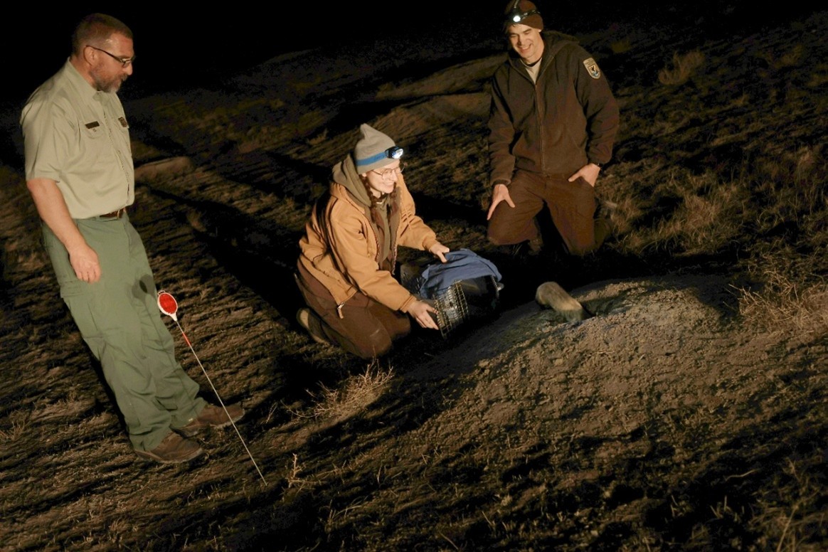Phil Dobesh of Nebraska National Forests and Grasslands
   and Laura Connelly of South Dakota Game, Fish and Parks release a
  black-footed ferret back into its prairie dog burrow at night on
  Buffalo Gap National Grassland.