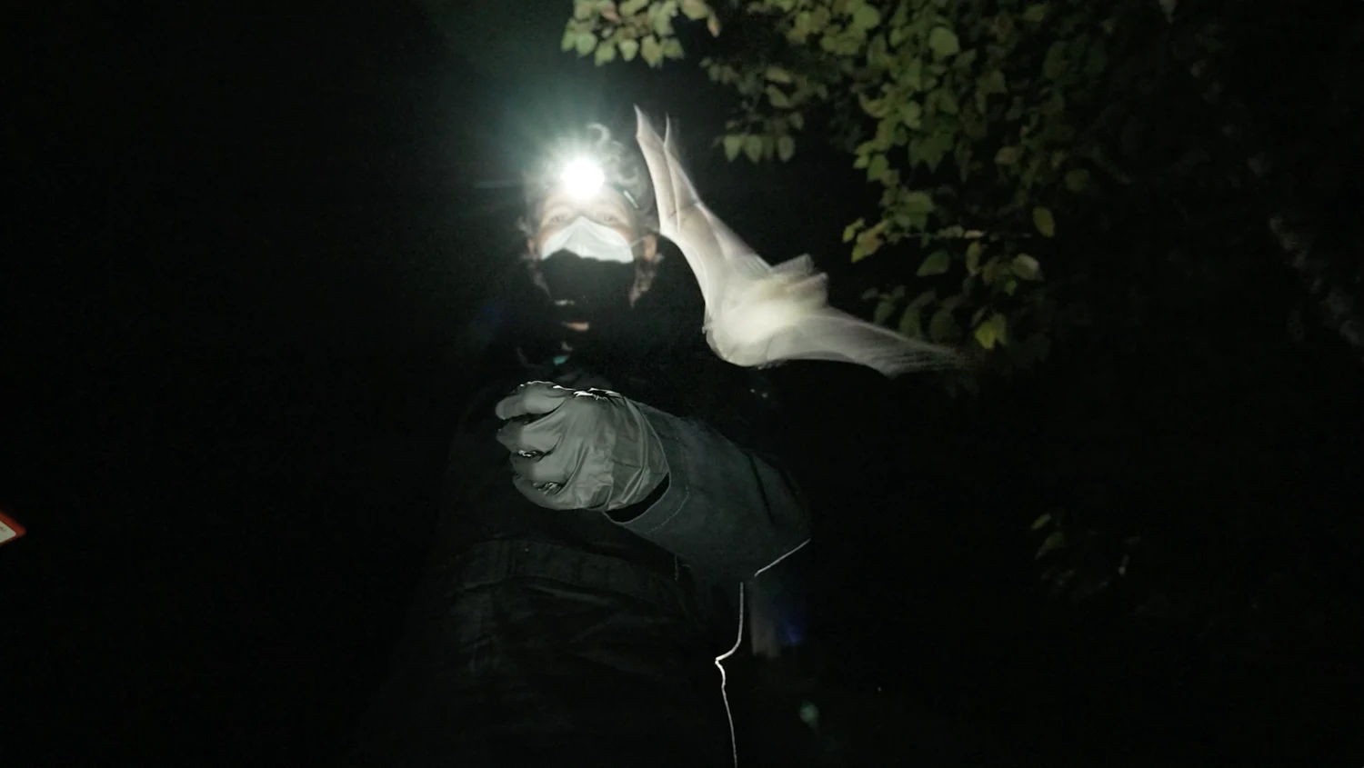 Official still from The Invisible Mammal: a scientist releases a bat at night
